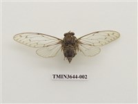 藏品(小暮蟬)的圖片